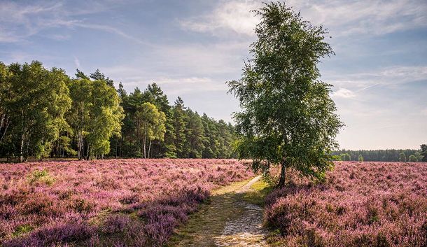 5=4 Top Angebot für das Naturparadies Lüneburger Heide